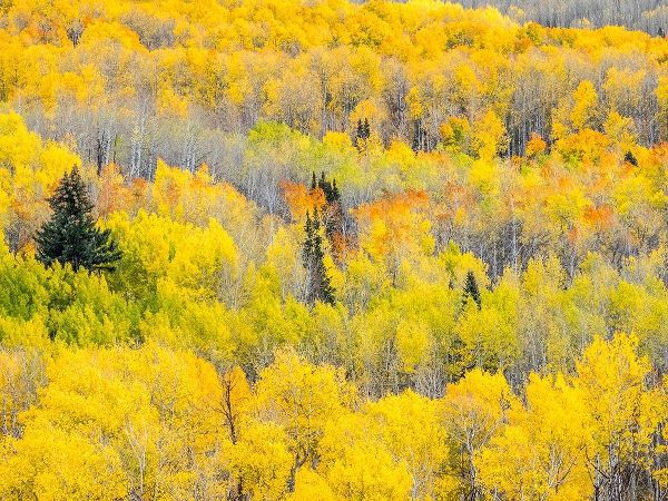 Colorado-San Juan Mts Yellow and orange fall aspens-Gunnison National Forest-Colorado